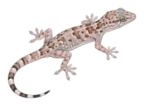 Werner's leaf-toed gecko