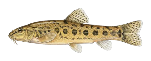 Zalm loach