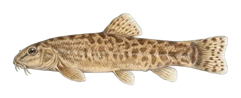 Zarzianian loach