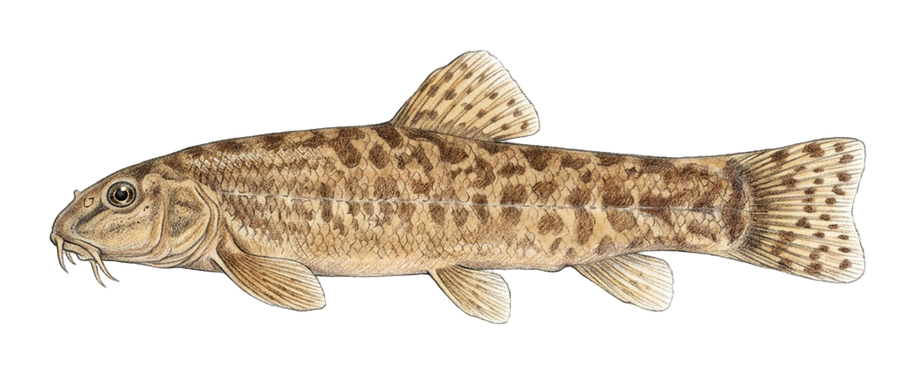 Zarzianian loach