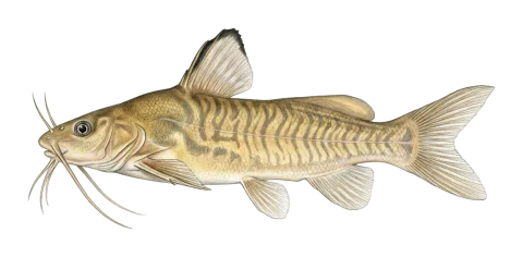 Zugzug catfish