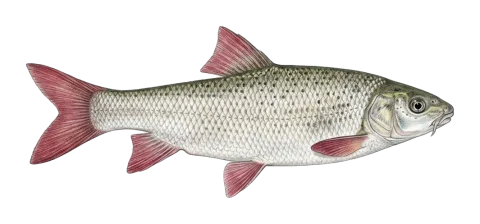 lizard barbel