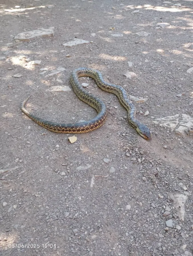 Urartian Rat Snake