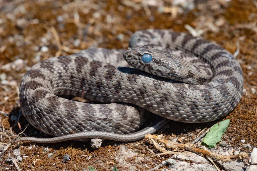 Coin-marked Snake