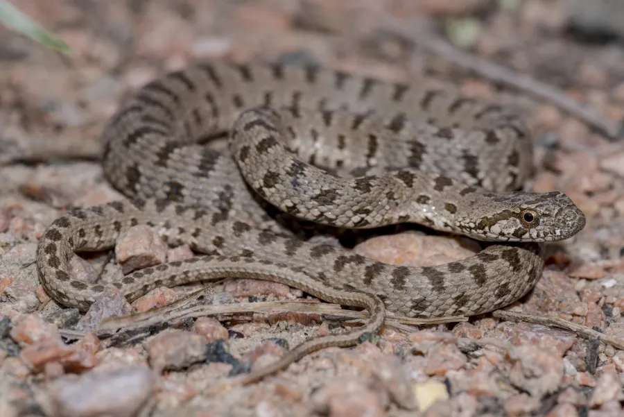 Spotted Whip Snake