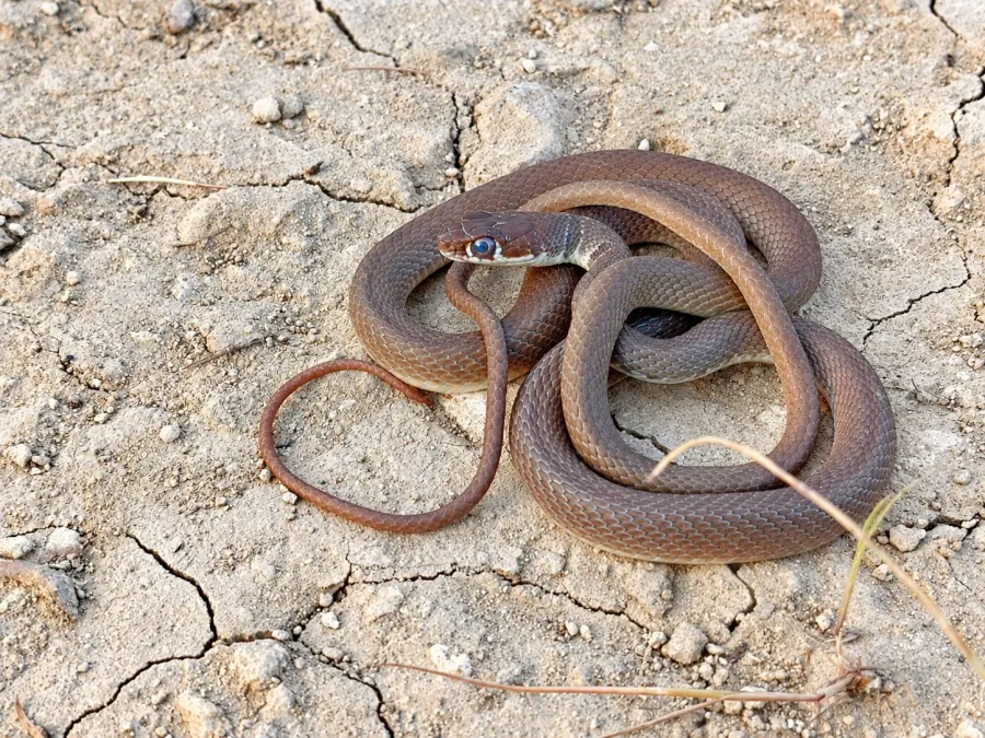 Slender Whip Snake