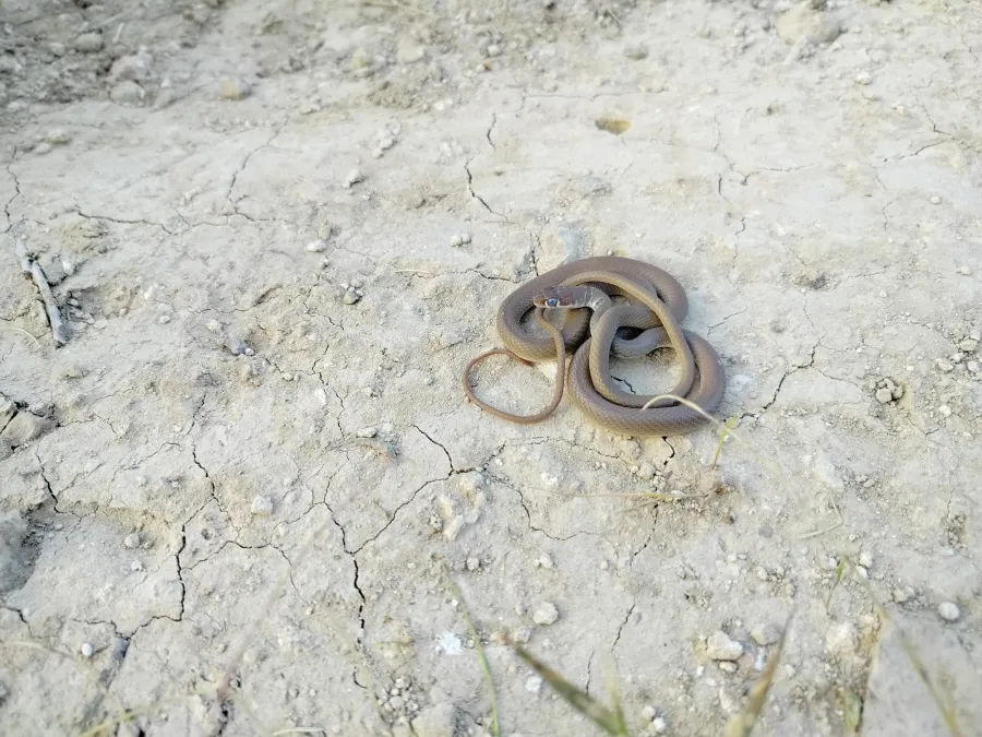 Slender Whip Snake