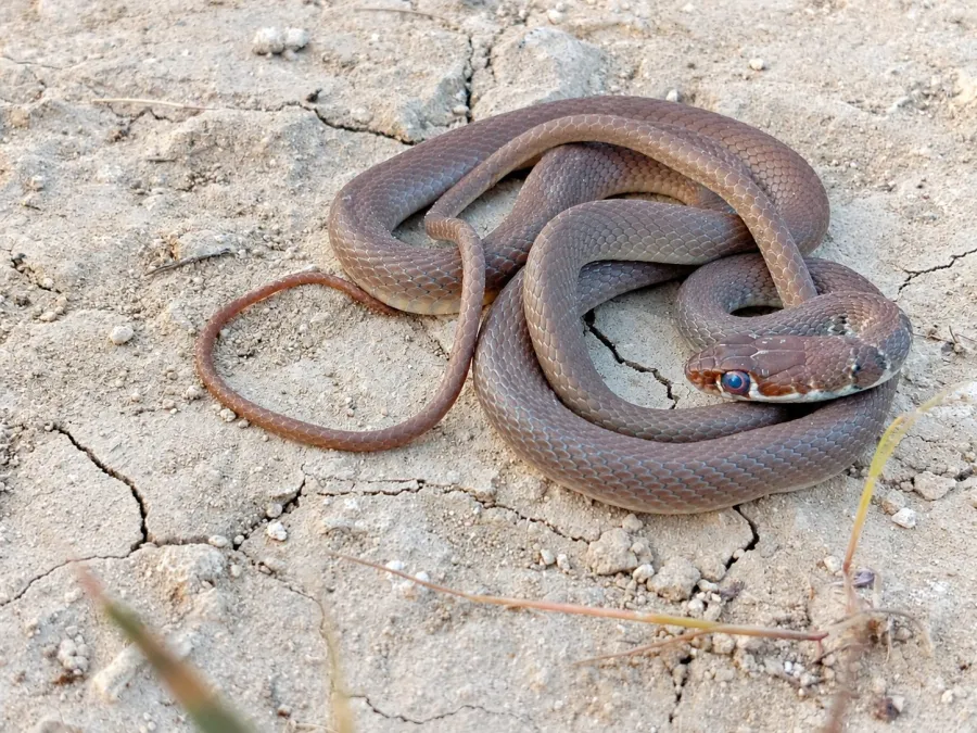 Slender Whip Snake