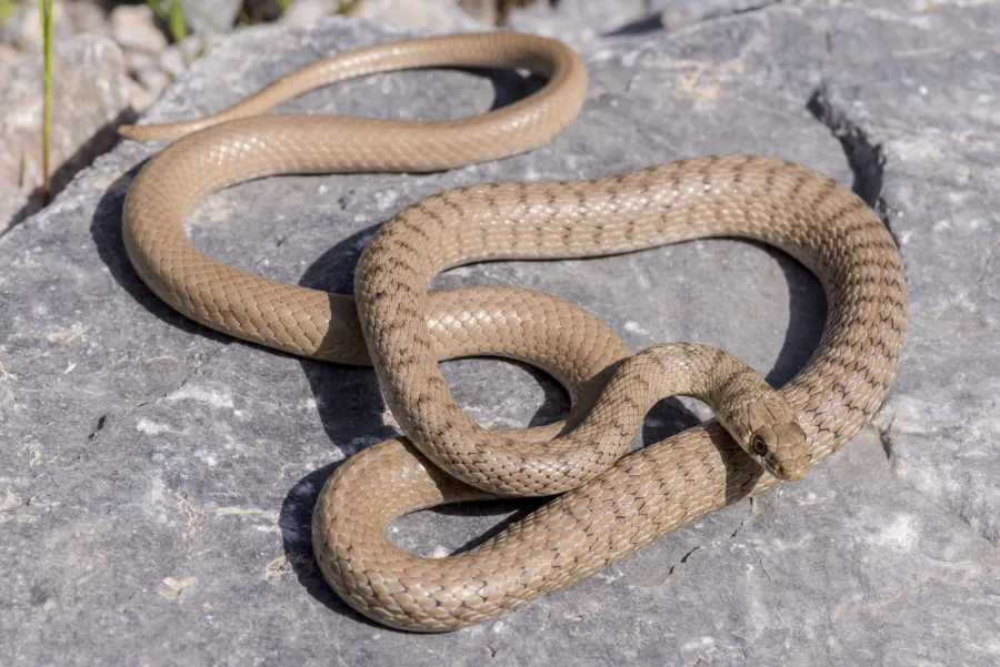 Common Cliff Racer
