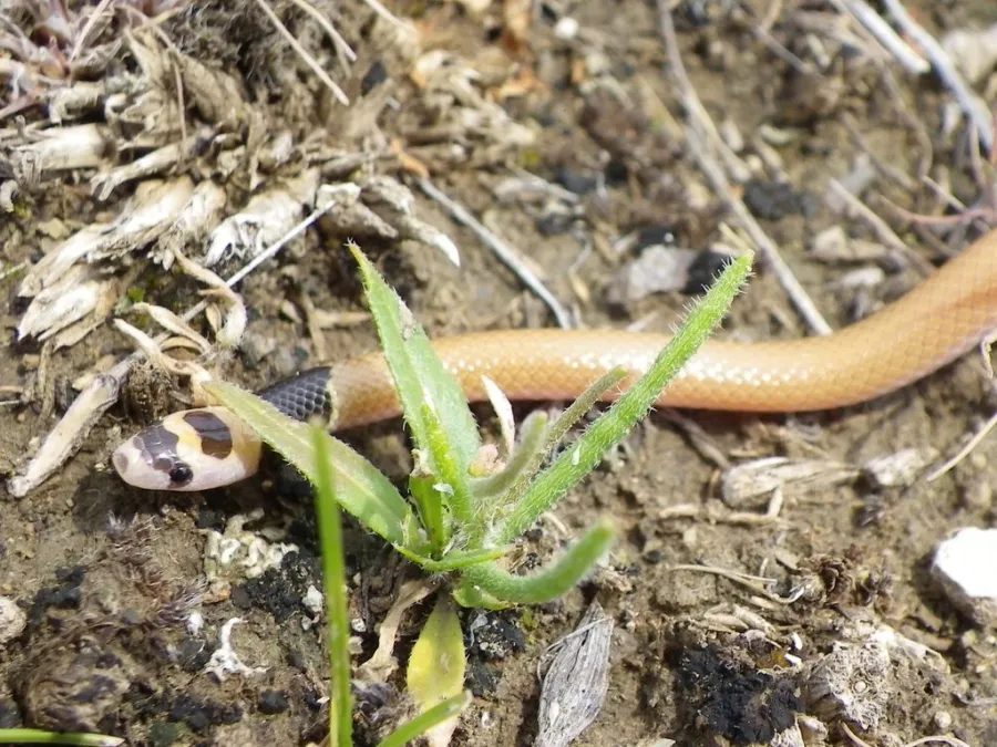 Satunin’s Black-headed Snake