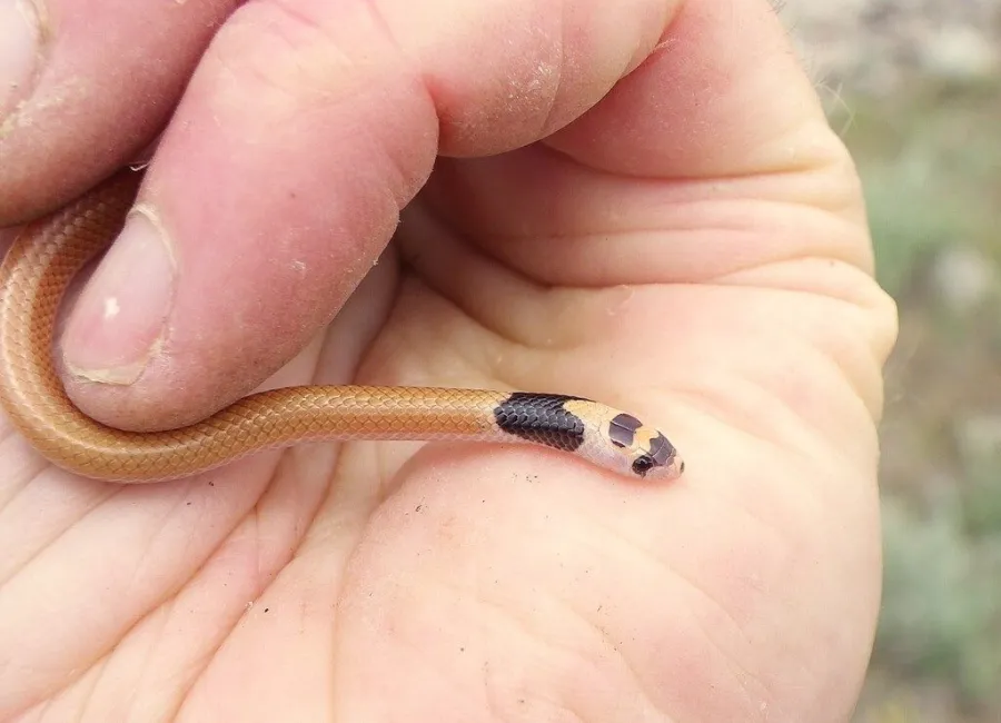 Satunin’s Black-headed Snake
