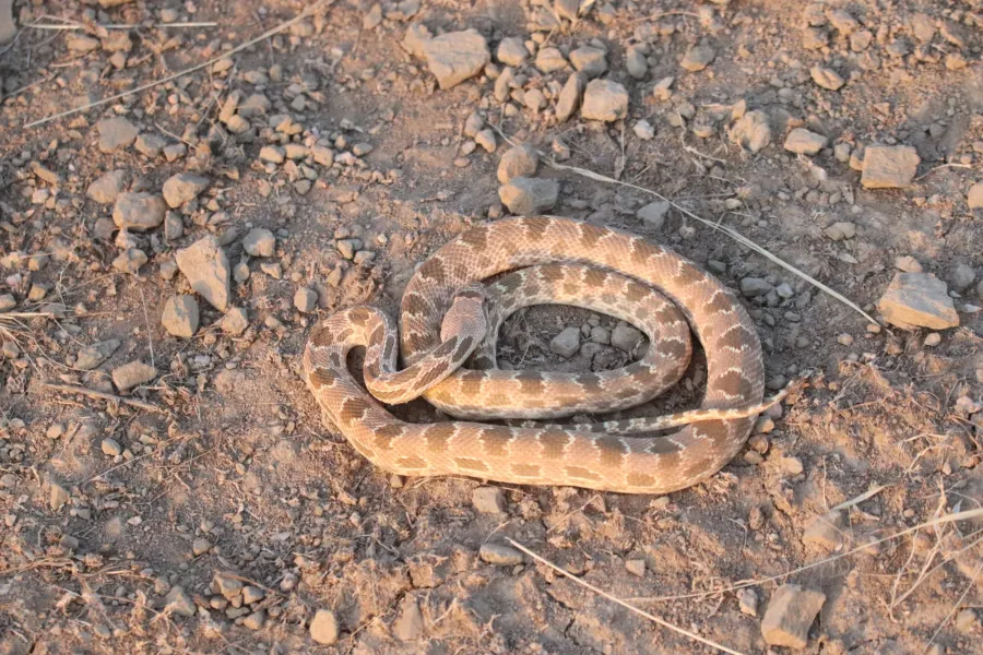 Diadem Snake