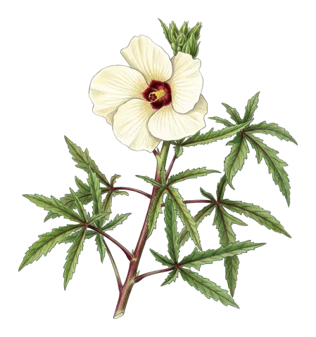Abelmoschus esculentus