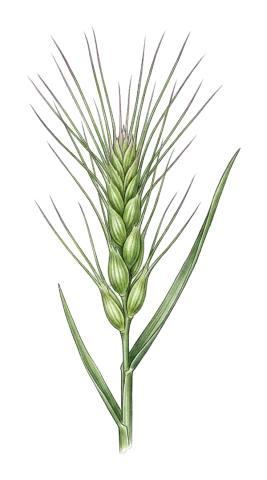 Aegilops biuncialis