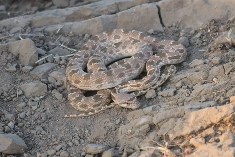 Diadem Snake