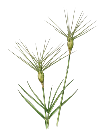 Aegilops geniculata