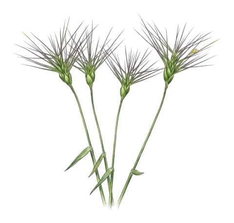 Aegilops neglecta