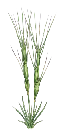 Aegilops triuncialis