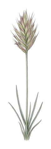 Agropyron cristatum