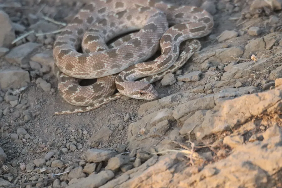 Diadem Snake