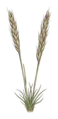 Agrostis olympica
