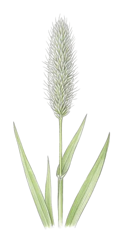 Alopecurus arundinaceus