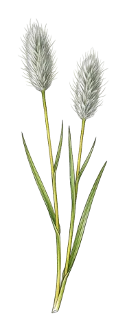 Alopecurus textilis
