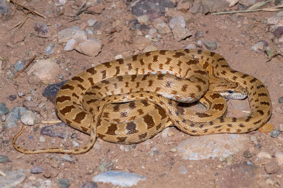 Zebra Snake or Jan’s Diadem Snake