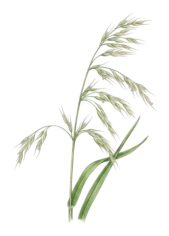 Arrhenatherum elatius