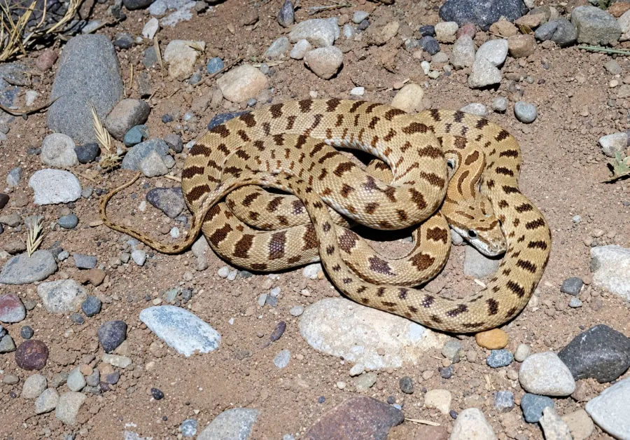 Zebra Snake or Jan’s Diadem Snake