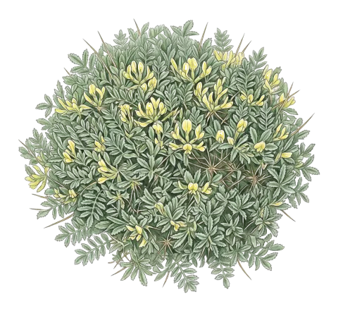 Astragalus caspicus