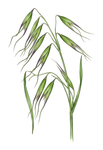Avena barbata