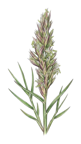 Bellardiochloa polychroa