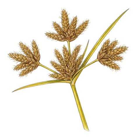Bolboschoenus maritimus