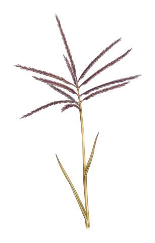 Bothriochloa ischaemum