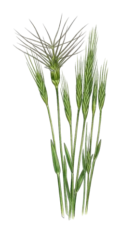 Brachypodium distachyon