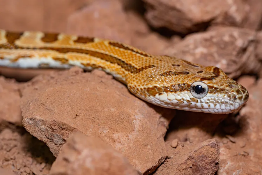 Zebra Snake or Jan’s Diadem Snake