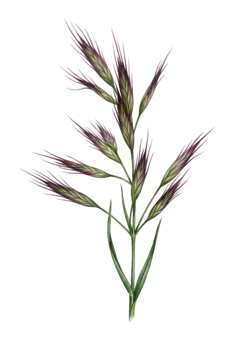 Bromus danthoniae