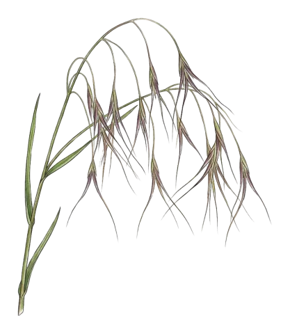 Bromus diandrus