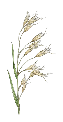 Bromus japonicus