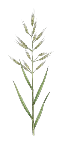 Bromus lanceolatus