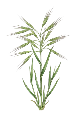 Bromus madritensis
