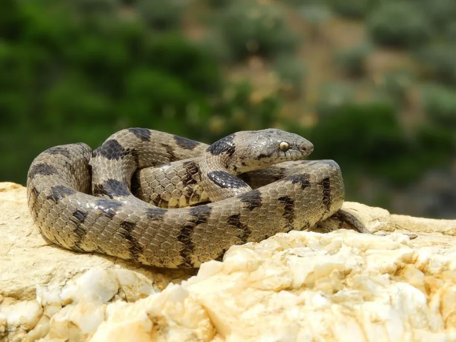 European Cat Snake