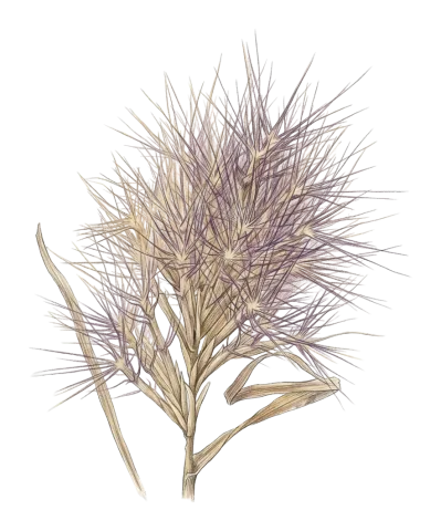 Bromus pumilio