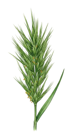 Bromus scoparius