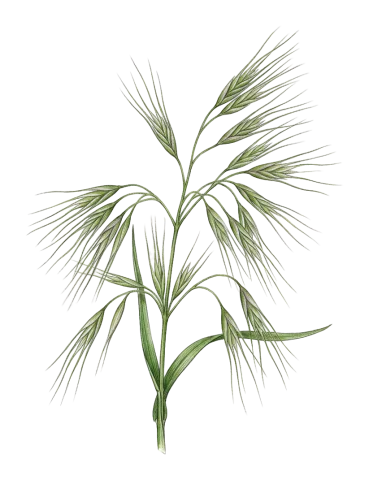 Bromus sterilis