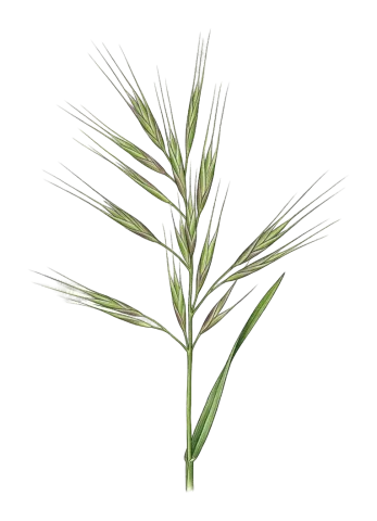 Bromus tectorum
