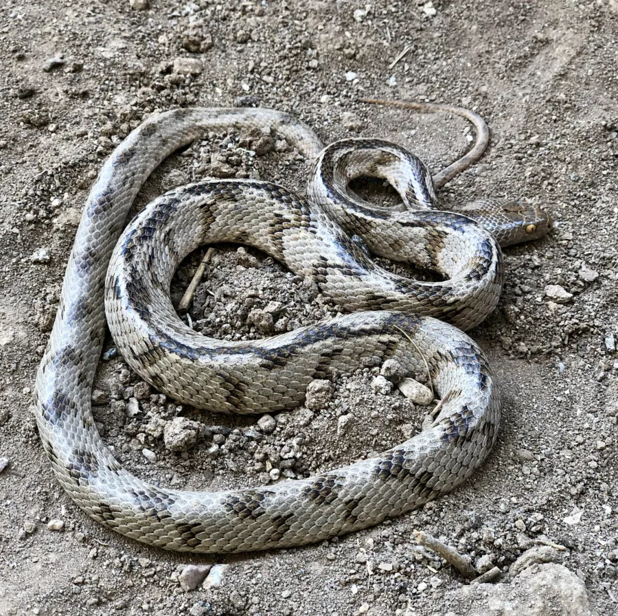 Soosan Tiger Snake