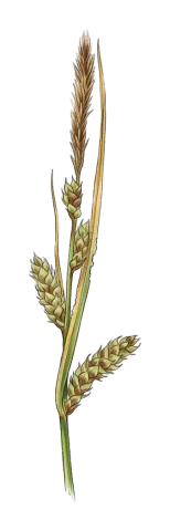 Carex distans