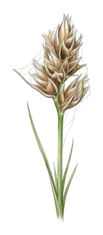 Carex divisa